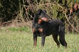 BEAUCERON 1006